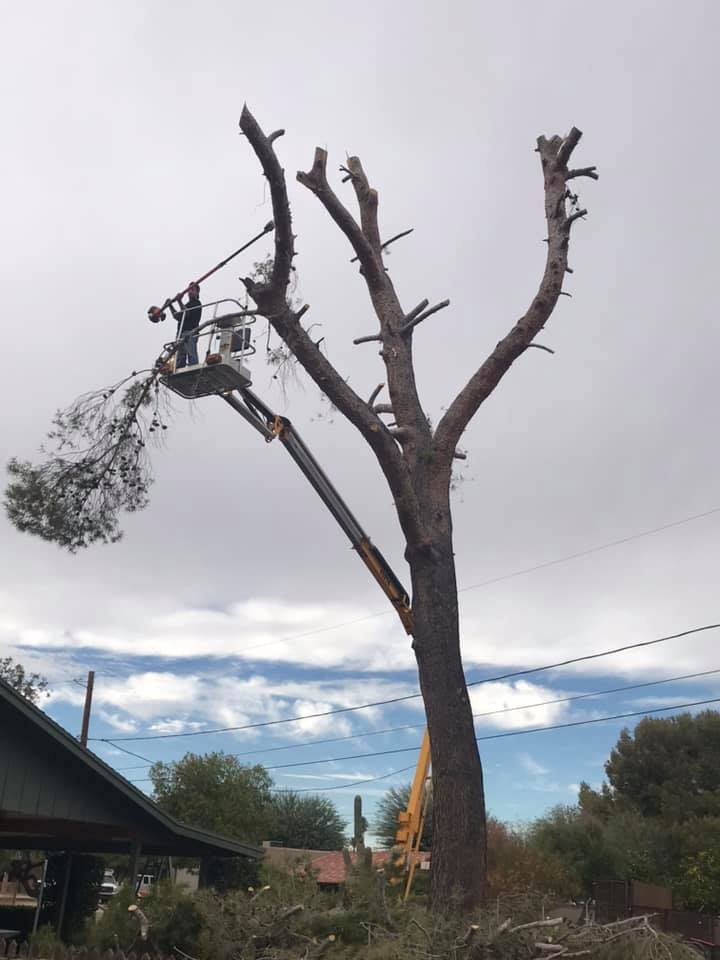 A man in a bucket is cutting a tree