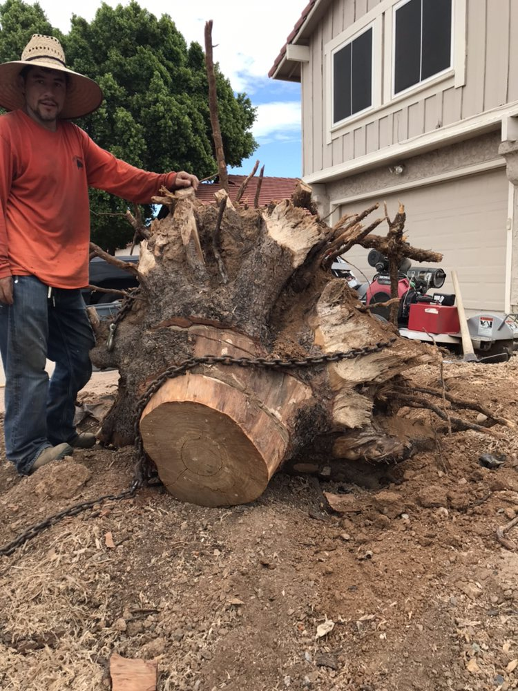A man in a cowboy hat is standing next to a large tree stump.