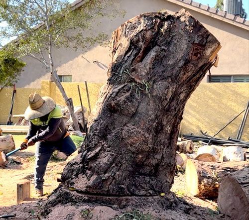 A man is cutting a large tree stump with a chainsaw.