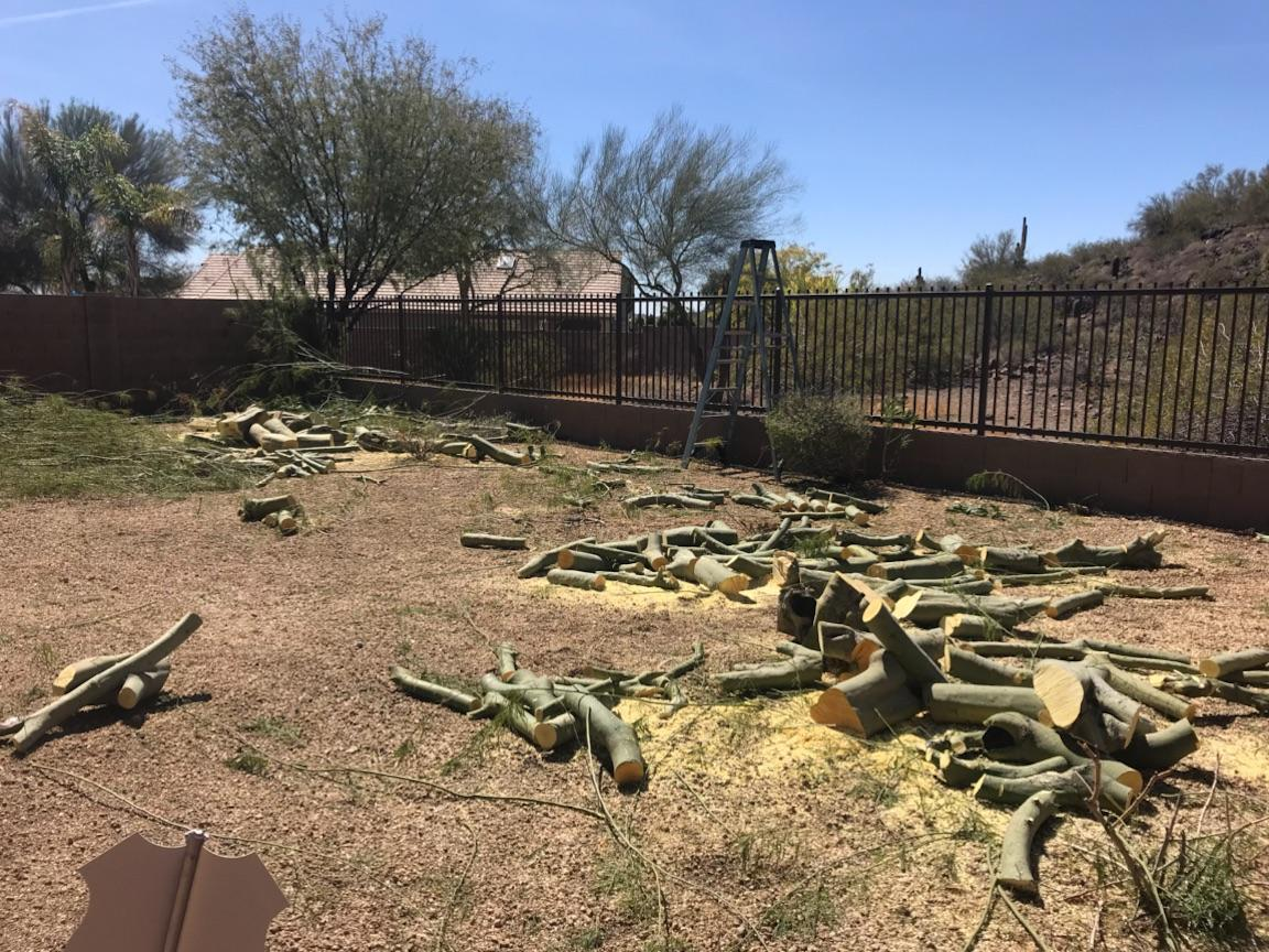 A pile of tree branches laying on the ground in a yard.