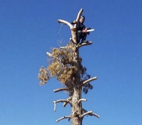 A man is sitting on top of a tree with a chainsaw