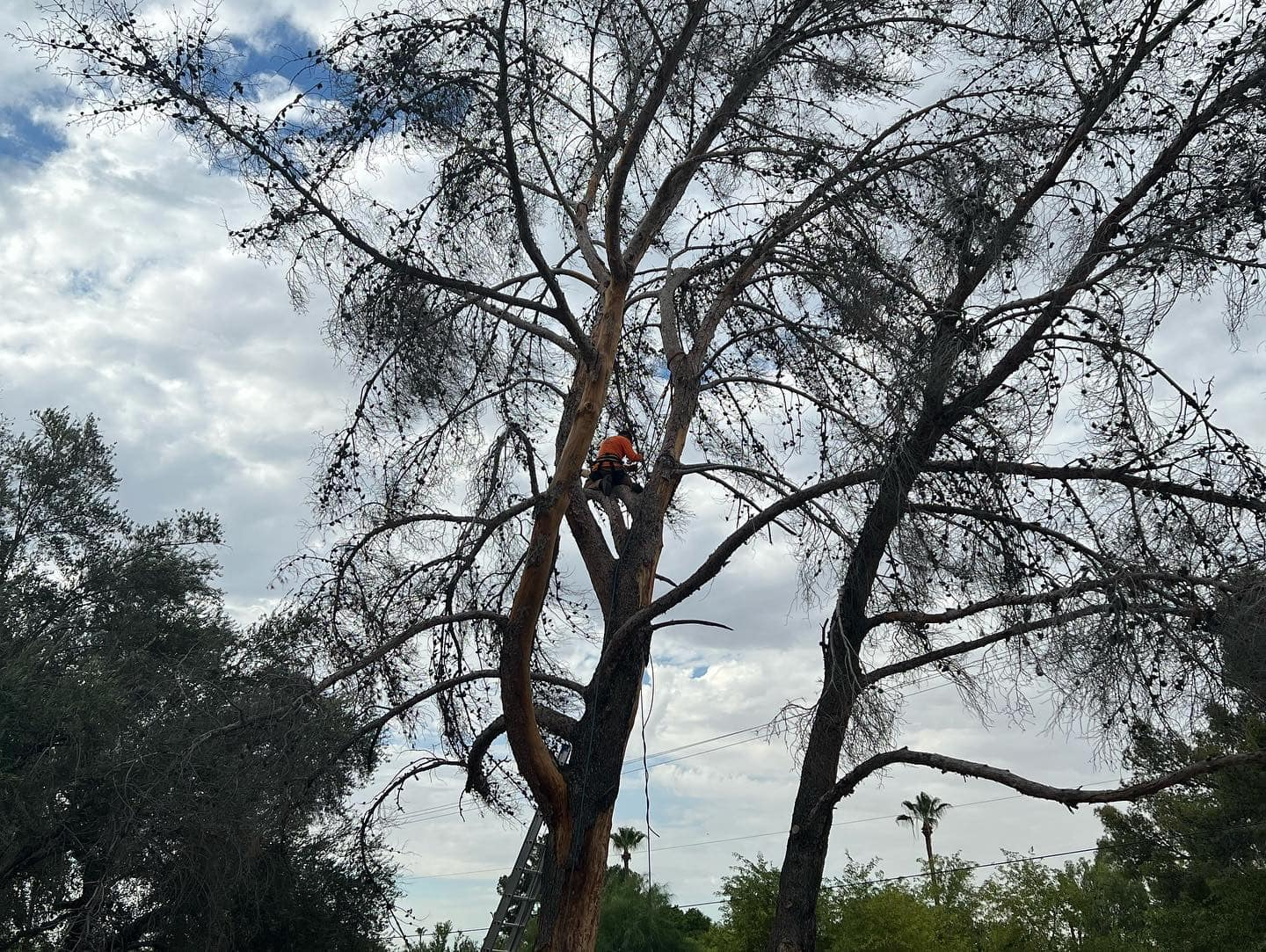 A man is climbing a tree with a chainsaw.