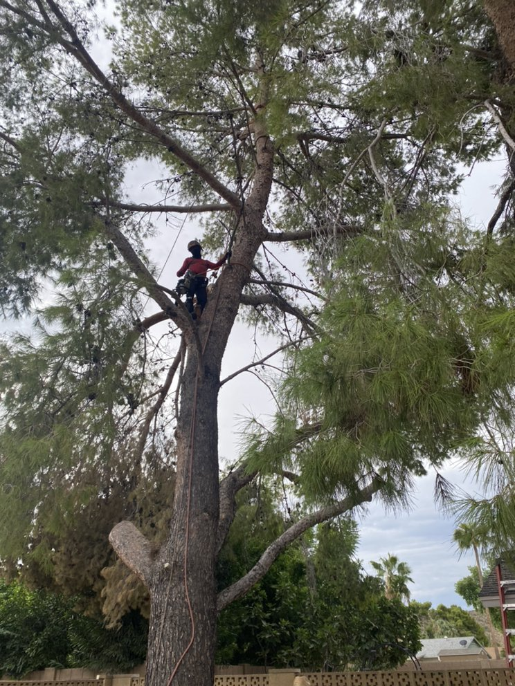 A man is sitting on top of a large tree.