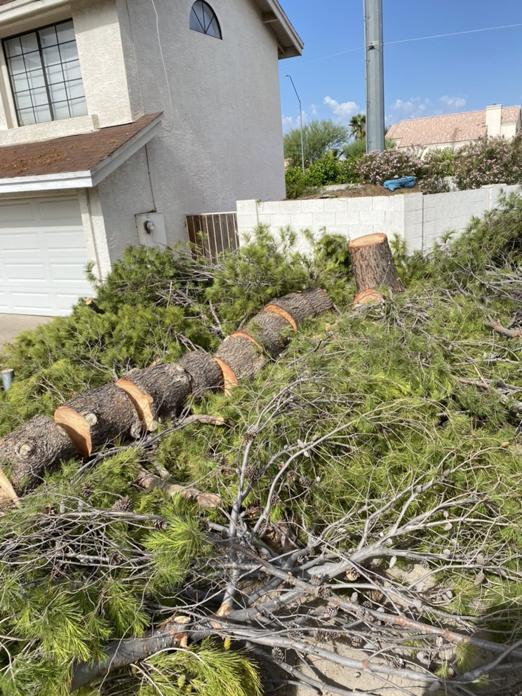 A pile of fallen trees in front of a house.