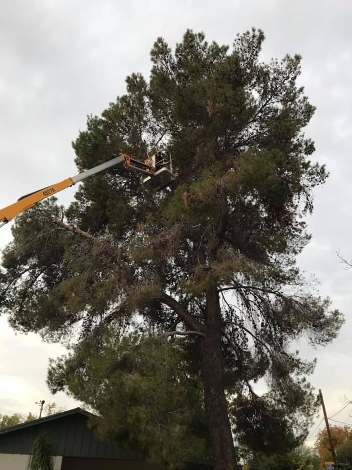 A person is cutting a tree with a crane.
