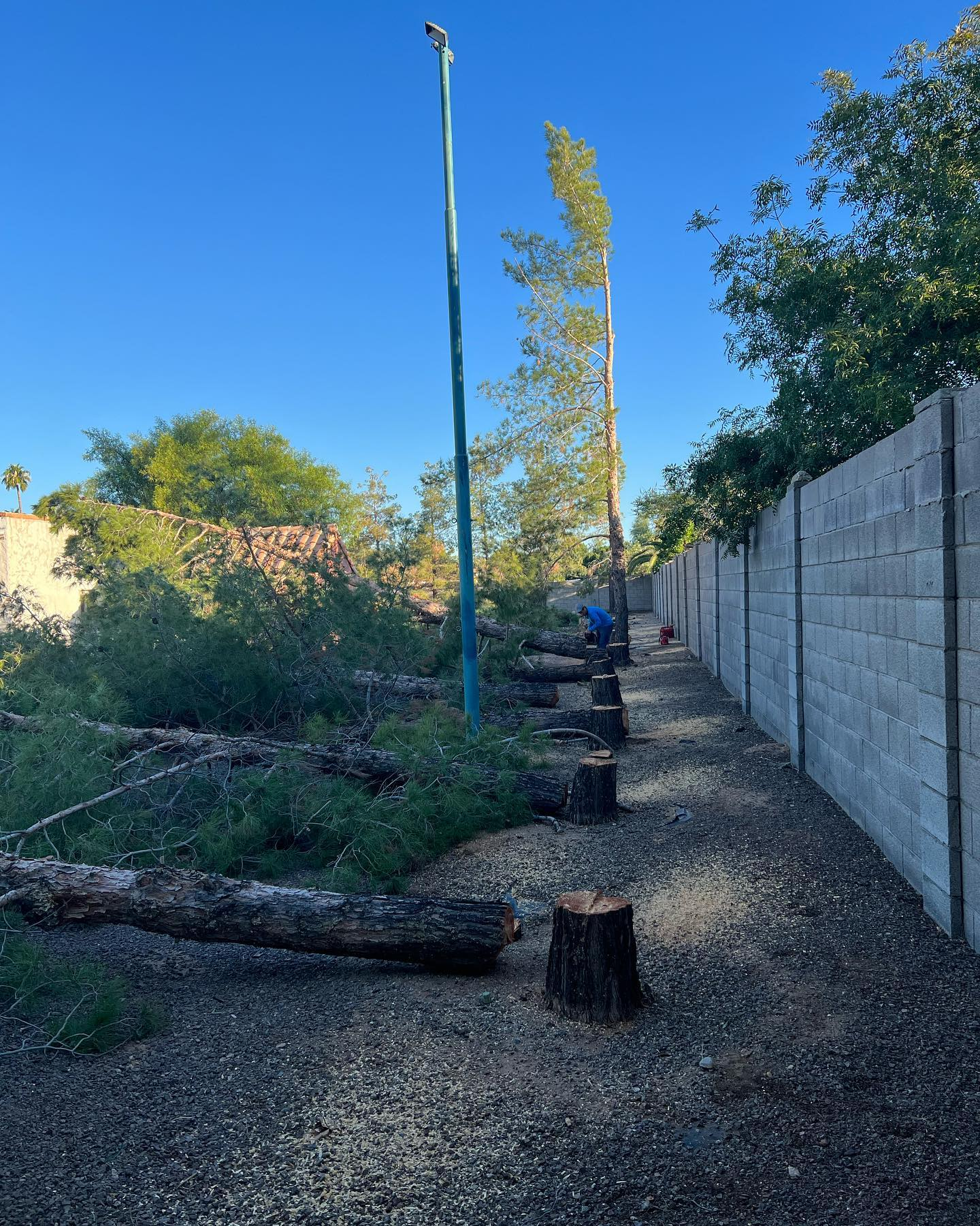 A fence with a lot of fallen trees on it