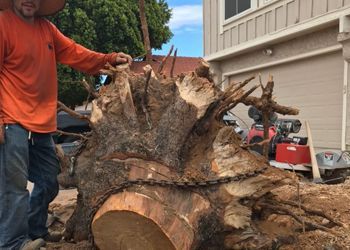 A man is standing next to a large tree stump.