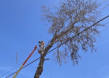 A man is cutting a tree with a chainsaw on a crane.