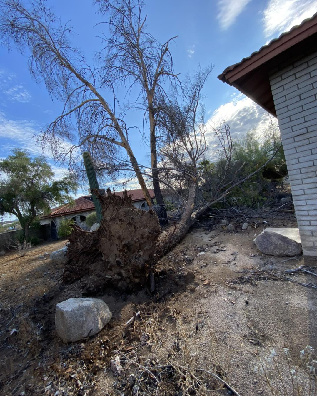 A tree that has fallen on the ground in front of a house.