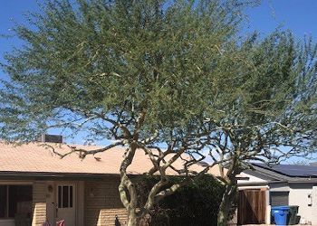 A tree with a lot of branches is in front of a house.