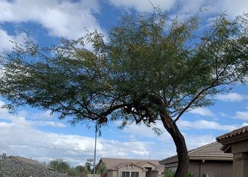 A tree in front of a house with a blue sky in the background