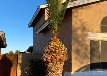 A palm tree is standing in front of a house.