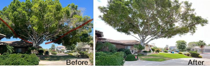 A before and after picture of a tree in a yard.