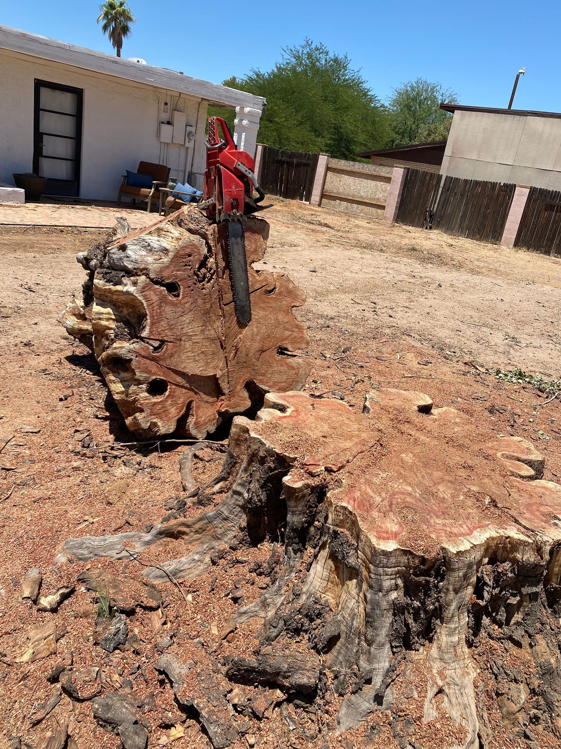 A red chainsaw is cutting a large tree stump