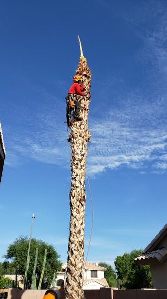 A man is climbing a tall tree with a blue sky in the background.