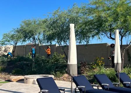 Workers trimming trees near a pool with covered umbrellas and lounge chairs.