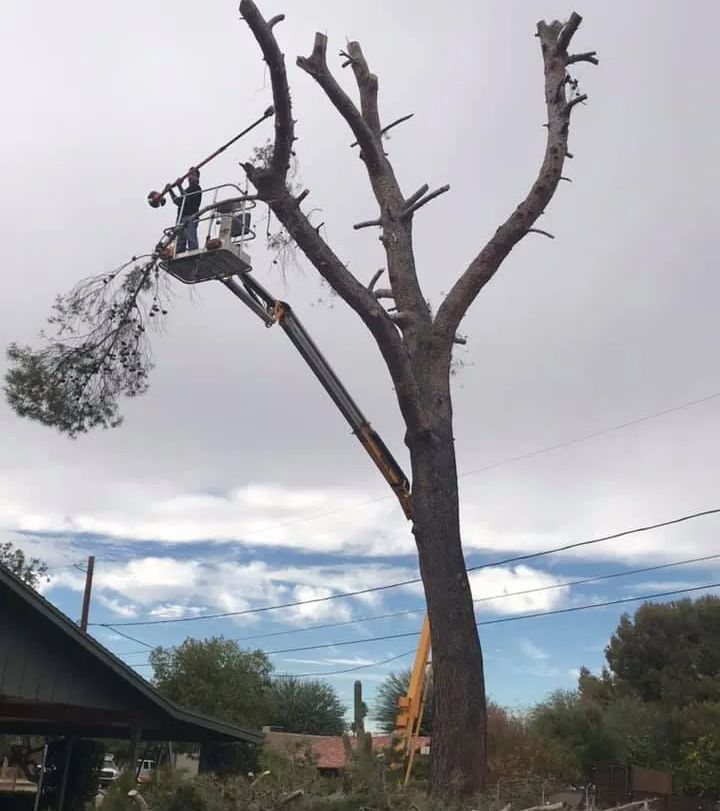 Tree trimming in progress: a person in a lift bucket cuts branches from a tall tree, cloudy sky in background.