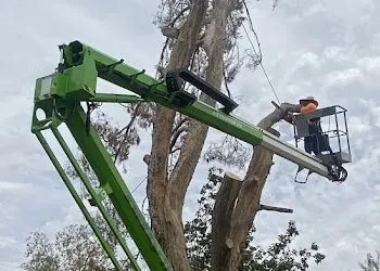 Tree removal operation: Chipper, truck with logo, cut tree near power lines and buildings.