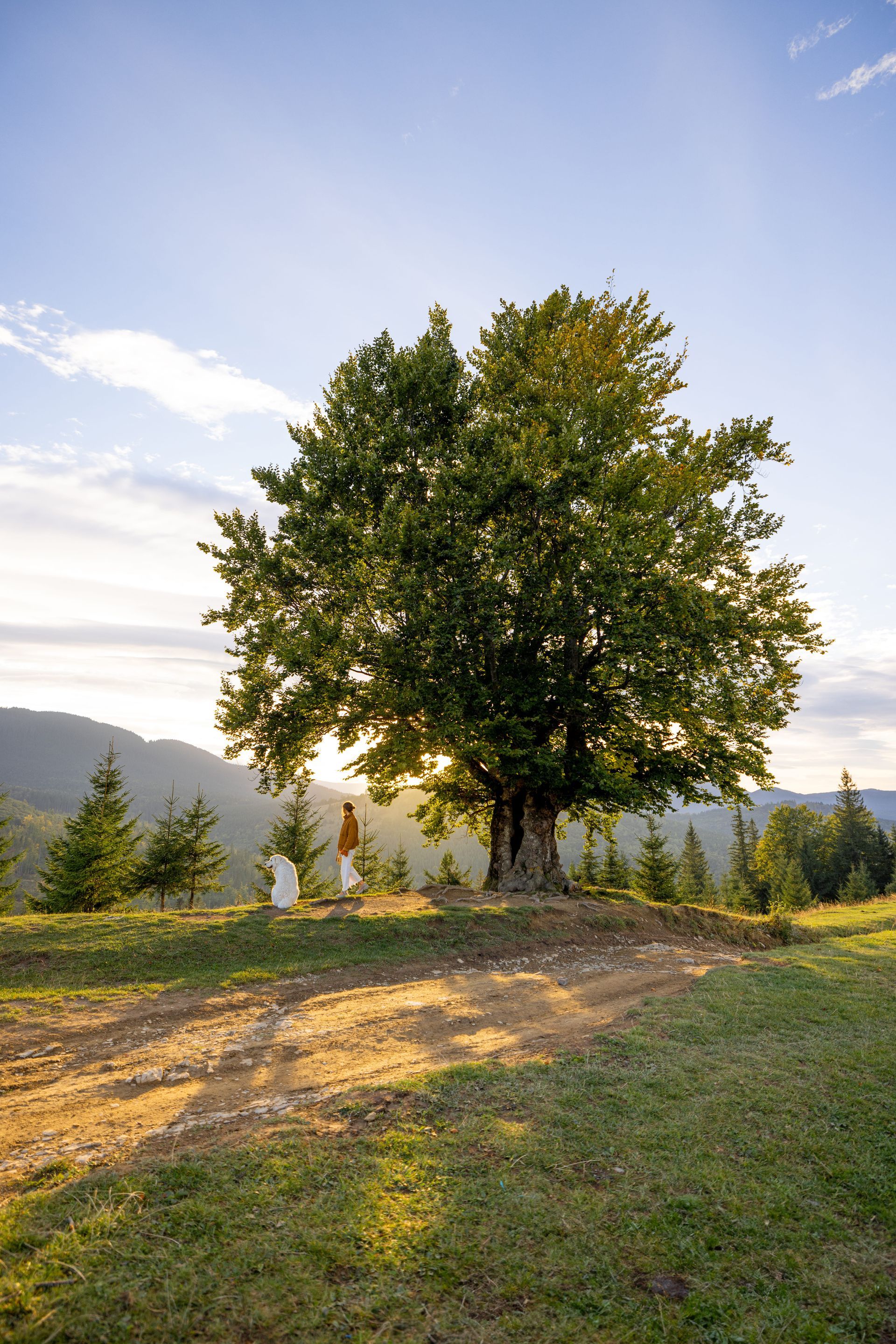 Sunlit tree on a grassy hill at sunrise, with mountains and a cloudy sky in the background