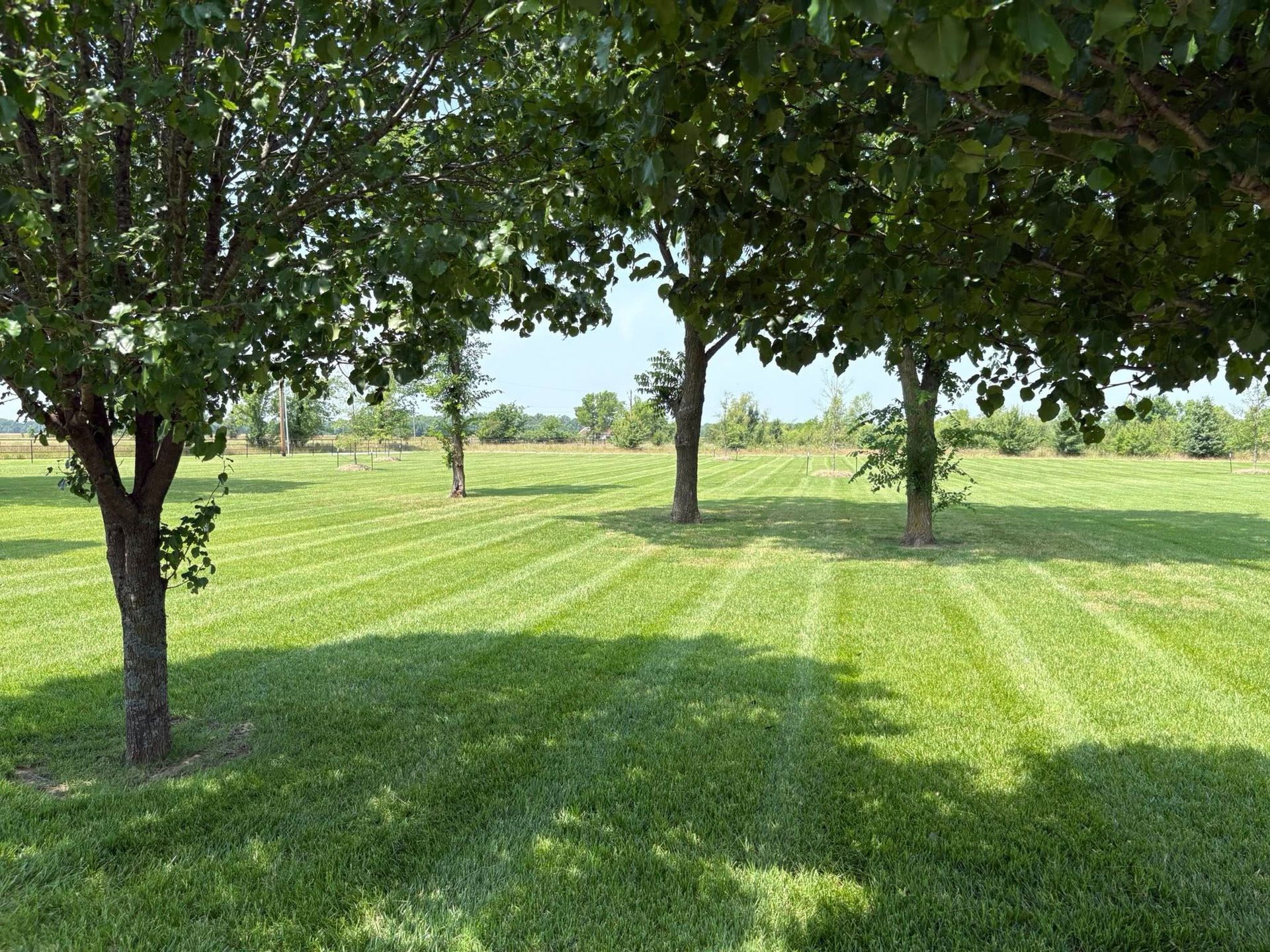 Lawn with striped grass, shaded by several trees on a sunny day.