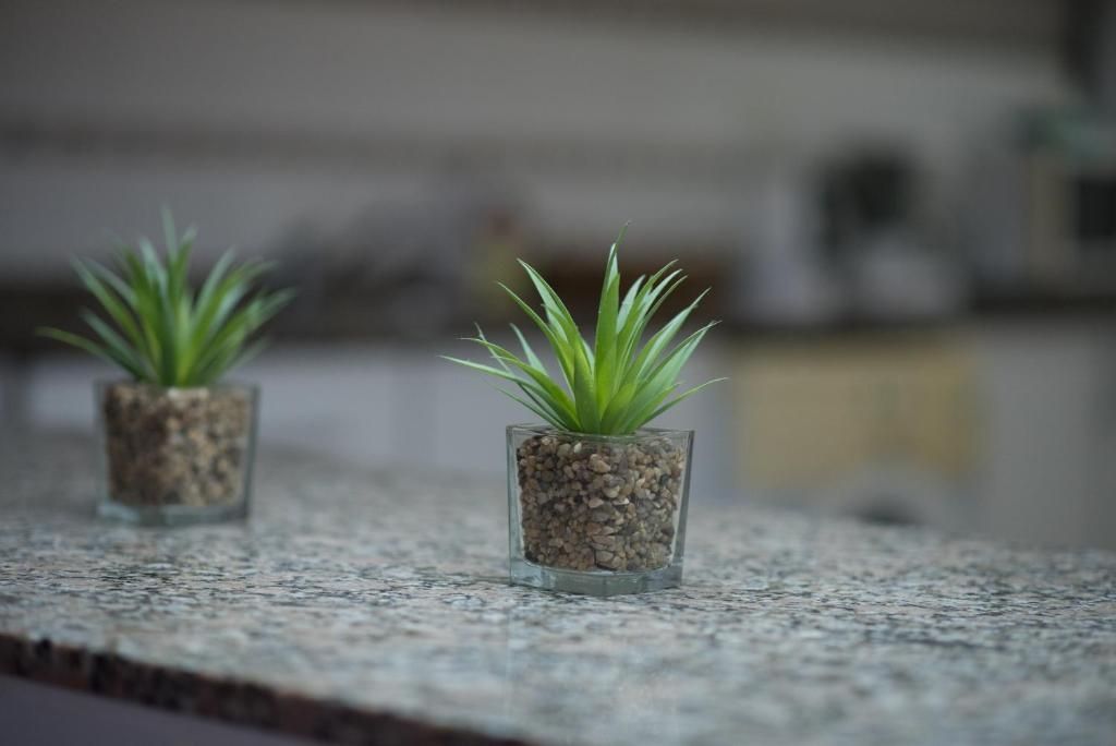 Dos plantas en macetas están colocadas sobre una encimera de granito.