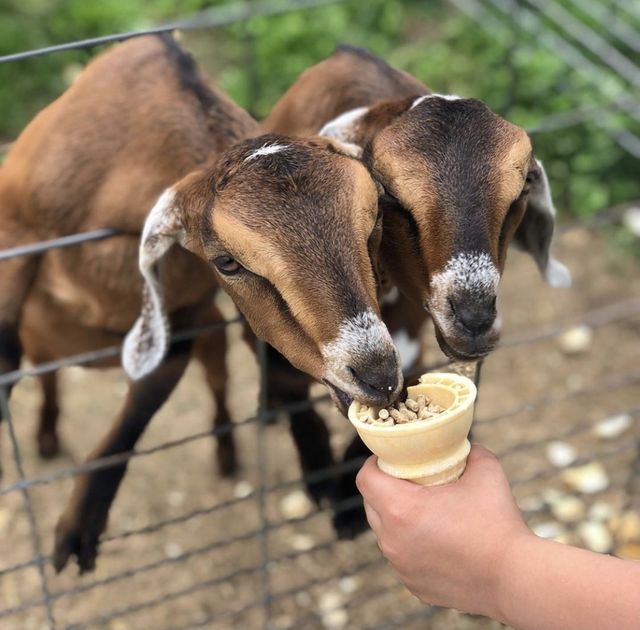 MOO-ville Creamery photo 11