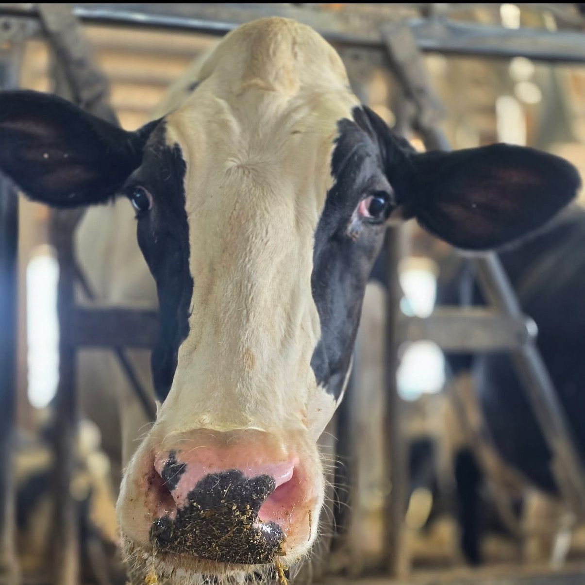 kids-petting-cow