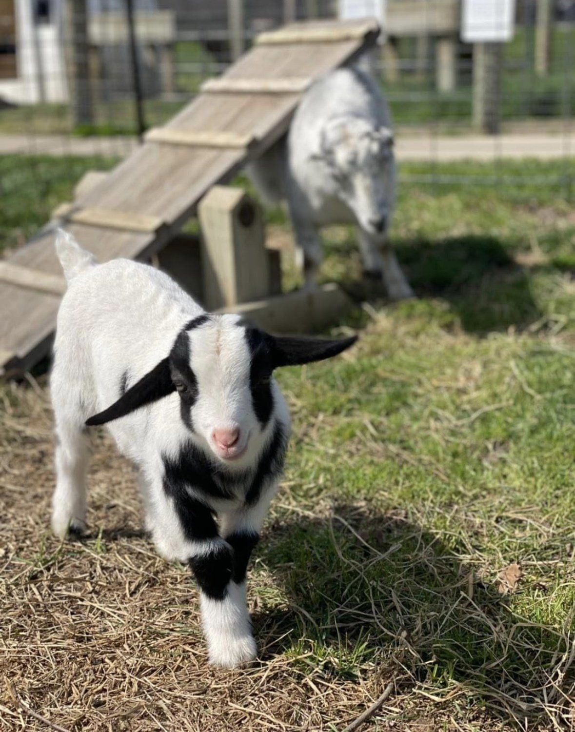 MOO-ville Creamery | Petting Farm