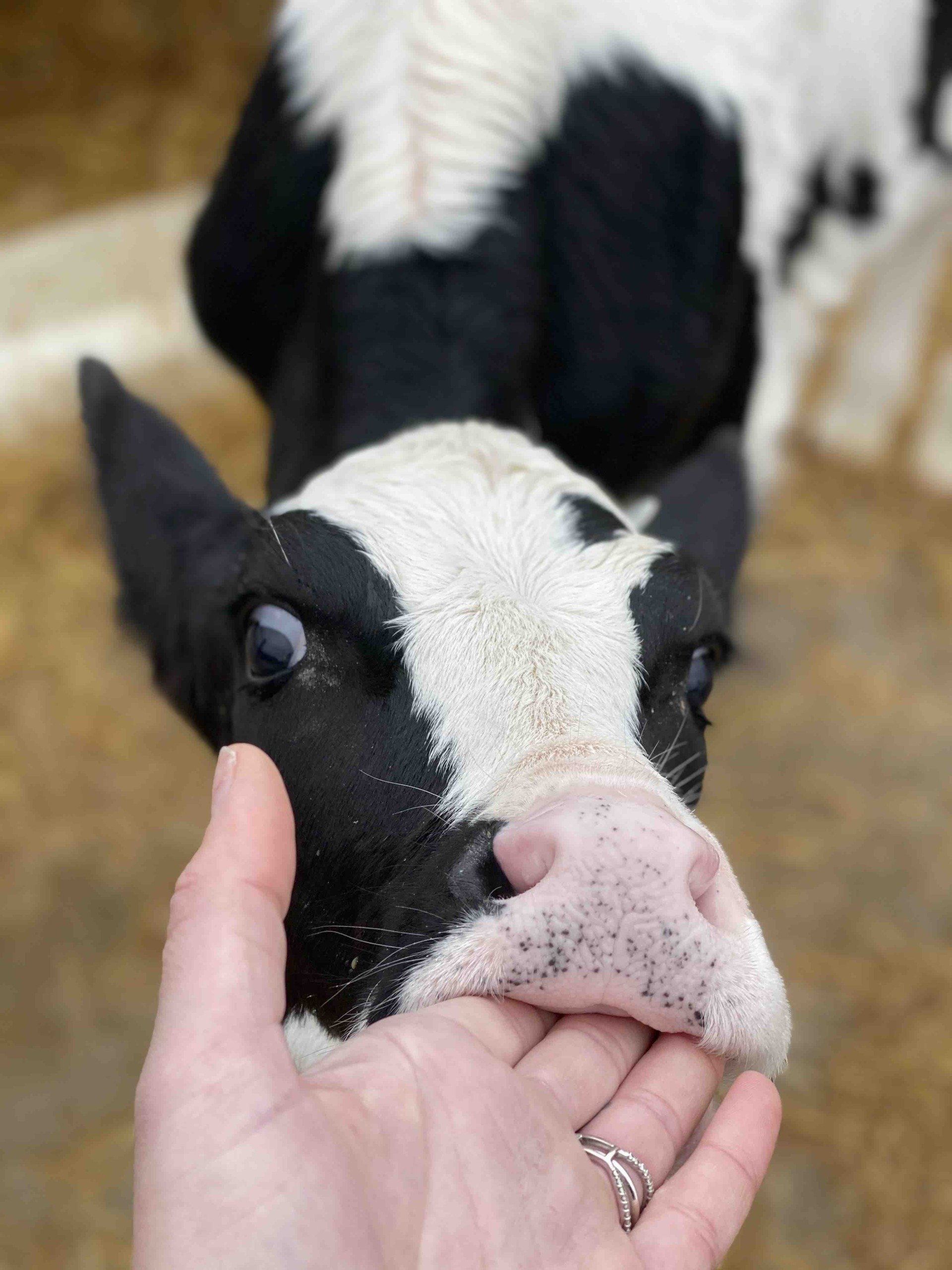 kids-petting-cow