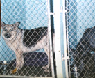 Dog in Kennel - Family Owned Dog Boarding Facility in Frederick MD