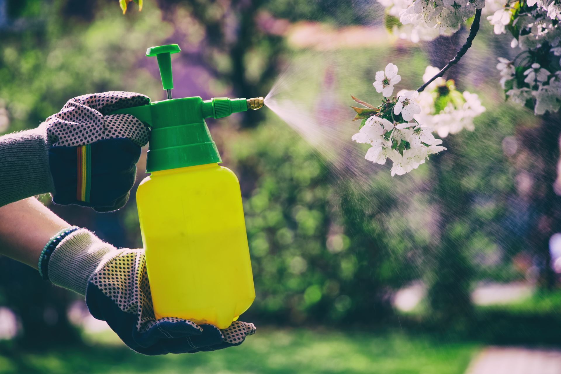A person is spraying flowers with a spray bottle.