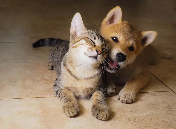 A puppy and a kitten are laying next to each other on the floor.