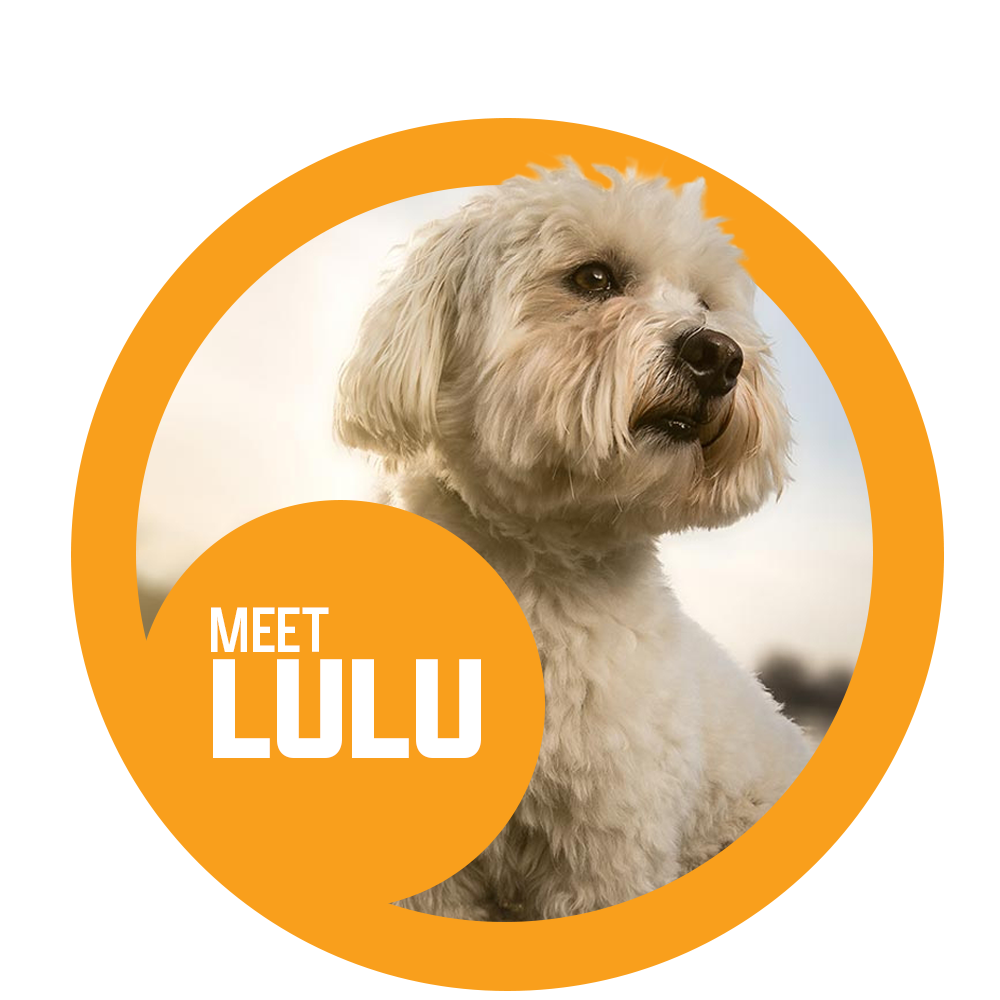 A small white dog in an orange circle that says meet lulu