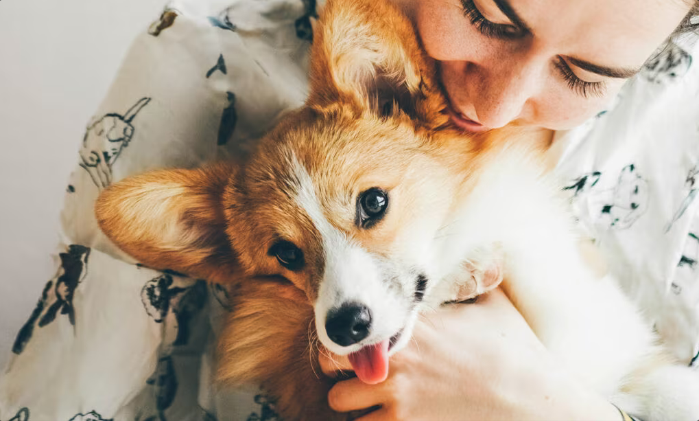 A woman is holding a corgi dog in her arms.