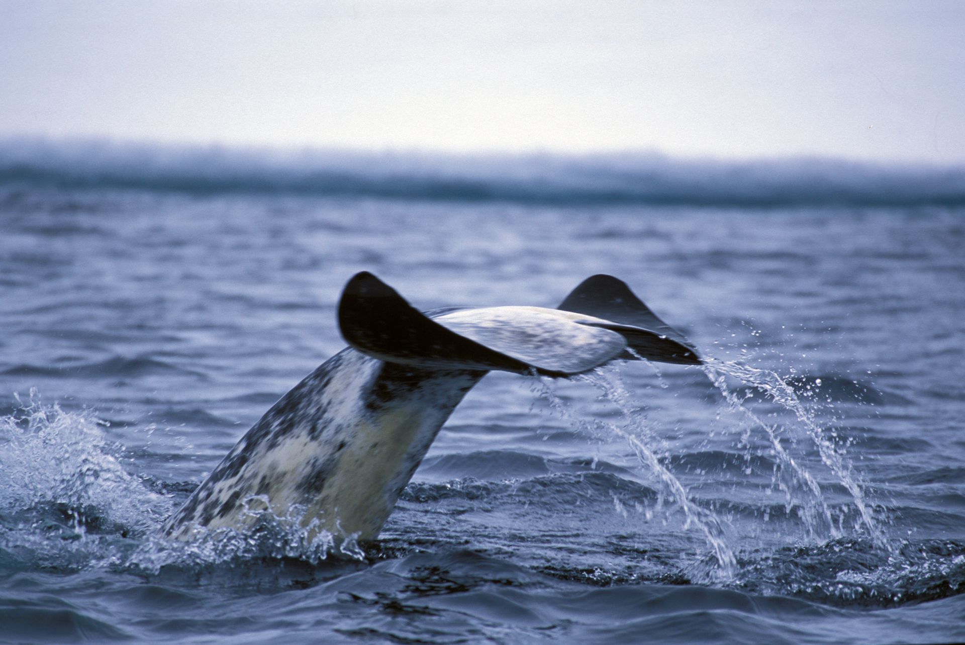 Eight Days Under the Midnight Sun