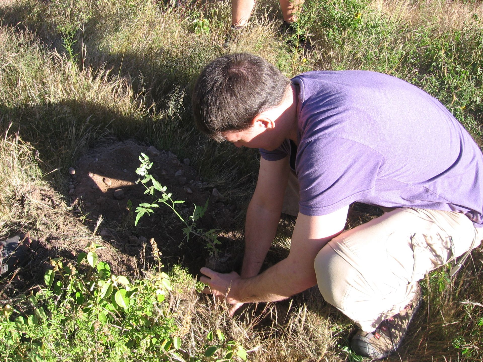 A person in a purple shirt squats in a grassy field, carefully planting a small sapling into the soil.
