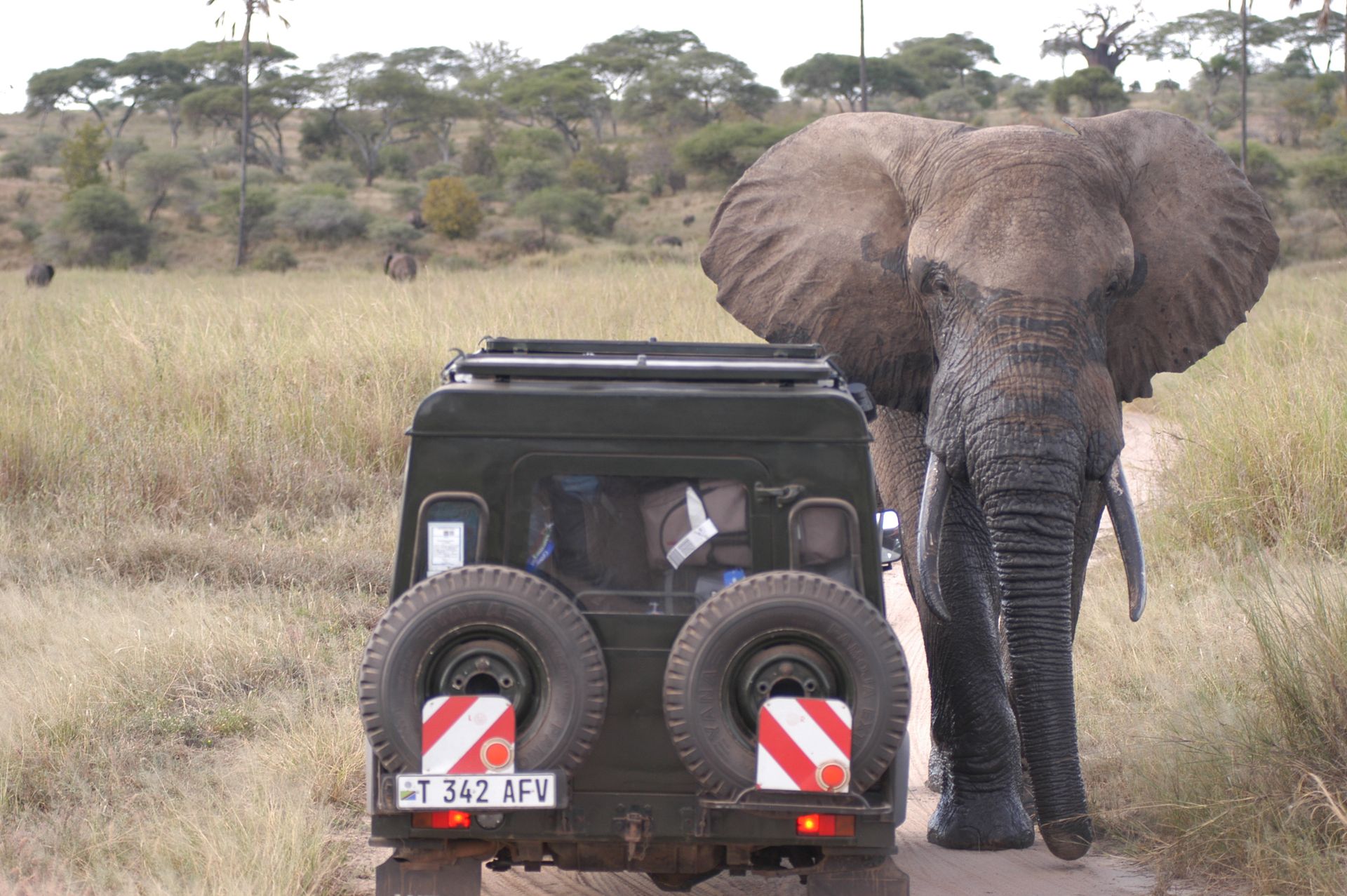 A large elephant walks along a dirt path next to a dark off-road vehicle with two spare tires on the back.