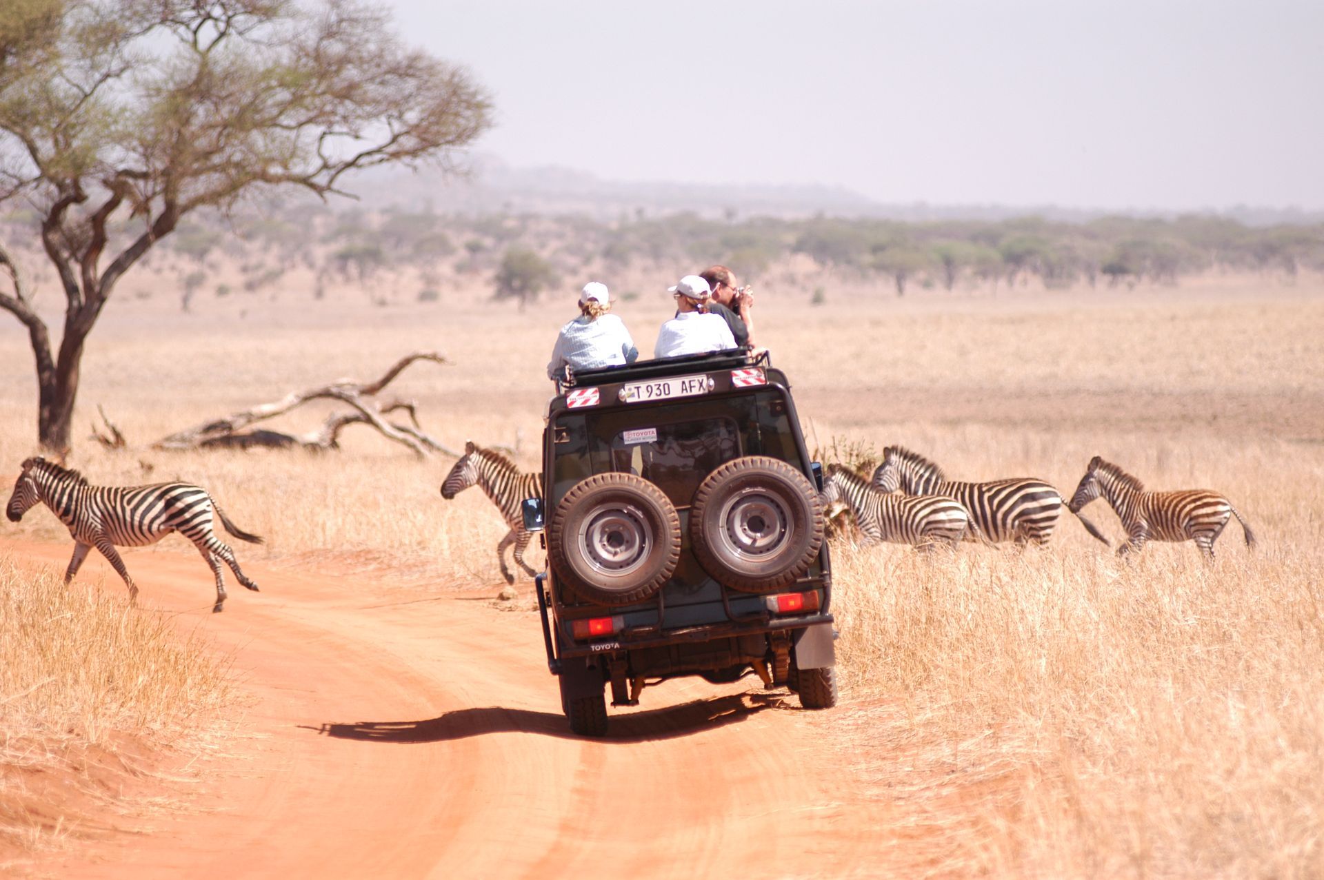 A safari vehicle carrying two people drives along a red dirt road through a savanna, surrounded by walking zebras.
