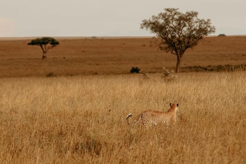 <p class="rteBlock">A Luxury Intimate Tanzanian Safari</p>