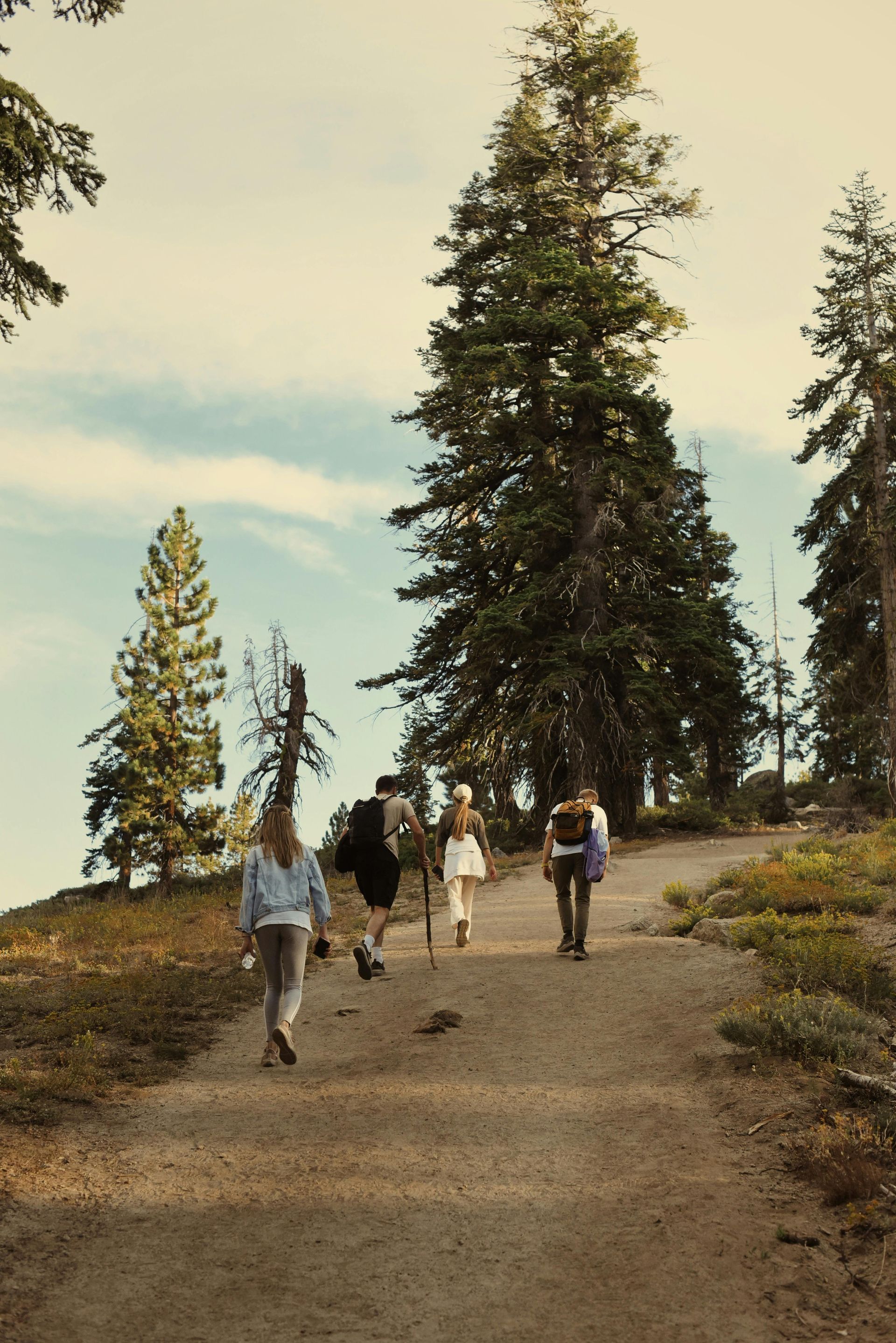 Four people hike up a dirt path through a forest of tall pine trees on a clear day.