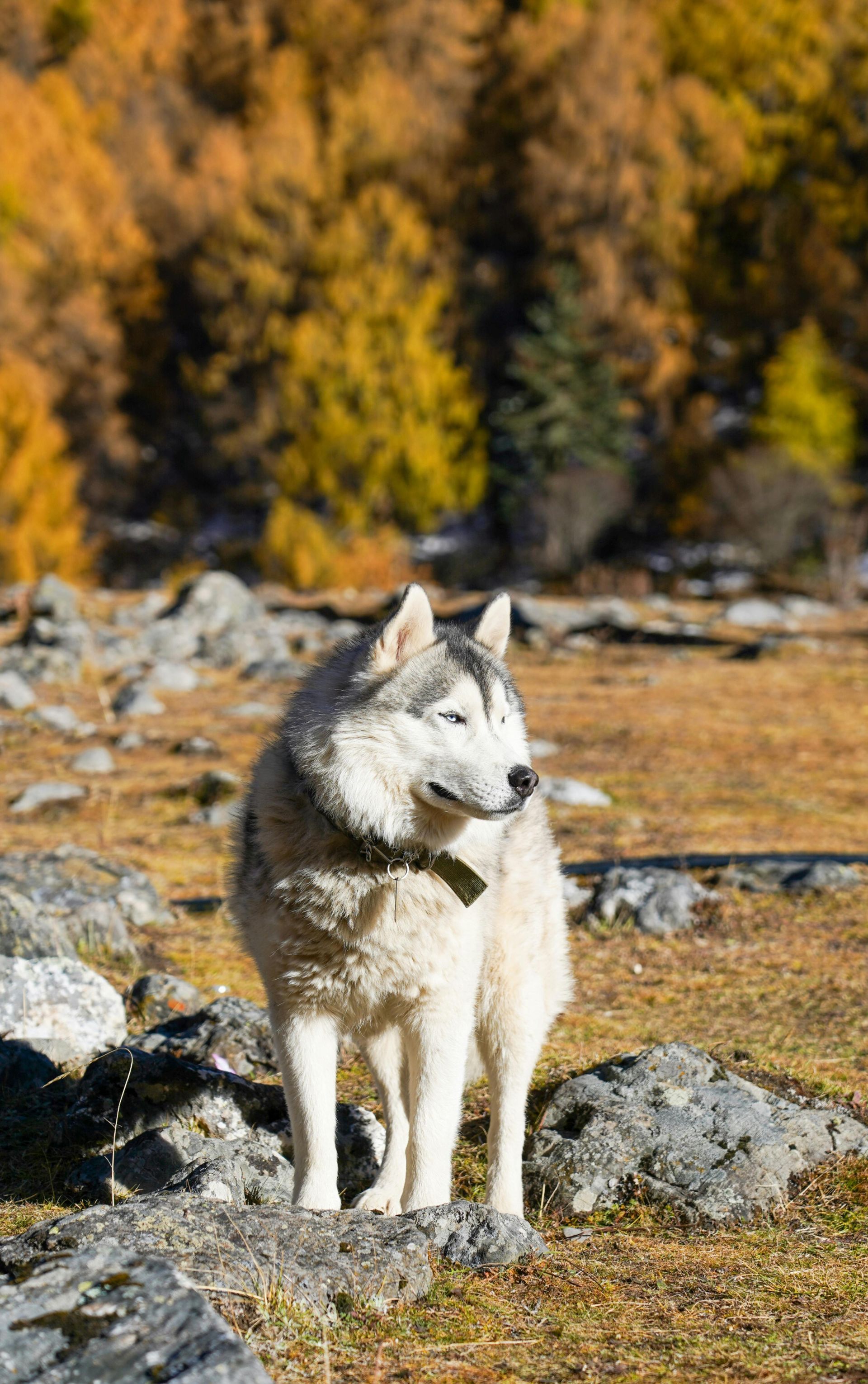 A grey and white Siberian husky stands in a rocky, autumn field with golden-yellow trees in the background.