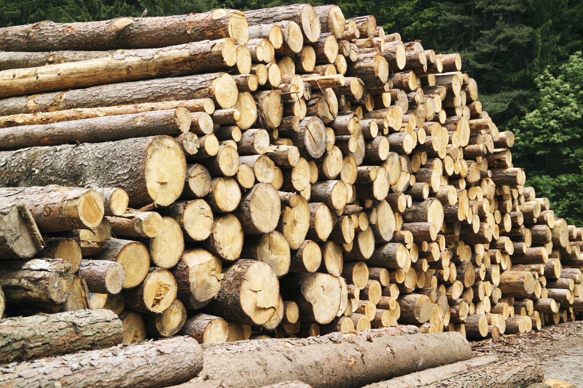 Una pila di tronchi accatastati uno sopra l'altro in una foresta