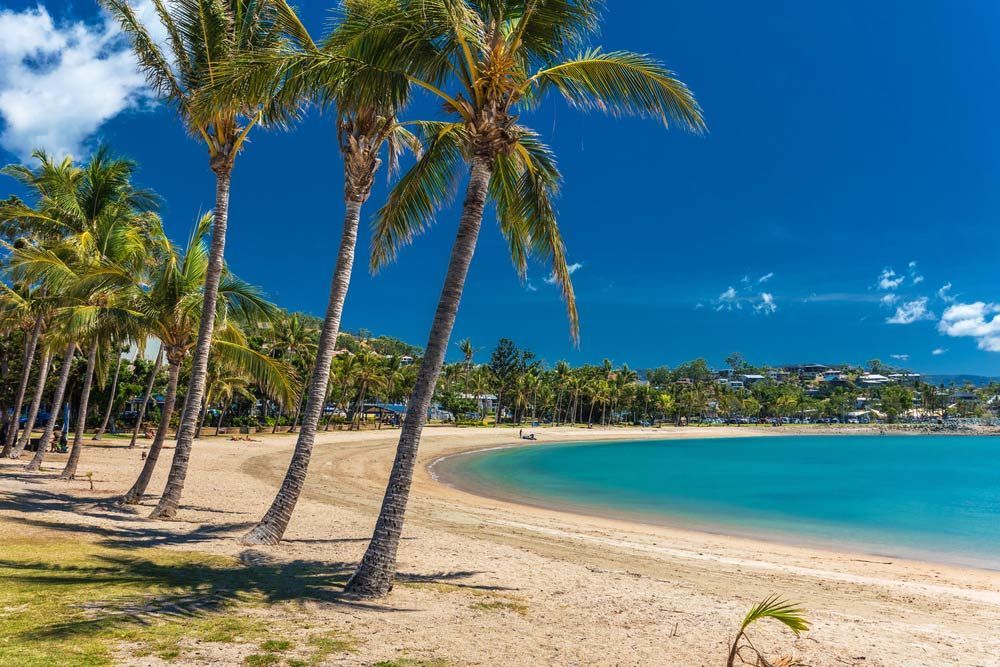 A Tropical Beach With Palm Trees And A Body Of Water — S & W Crane Hire In Whitsundays, QLD