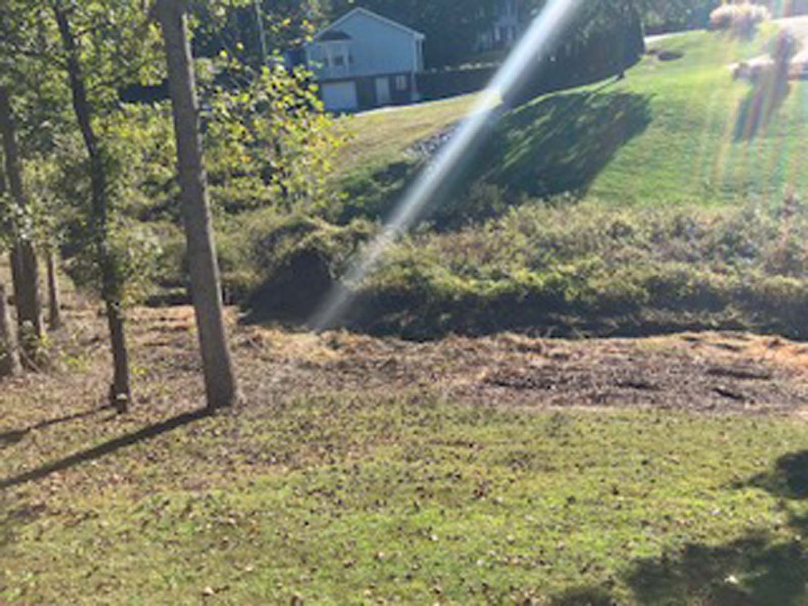 The sun is shining through the trees on a lush green field.