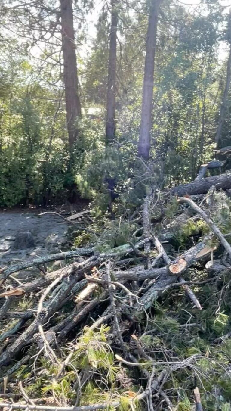 Pile of cut branches and fallen trees in a sunlit forest clearing.