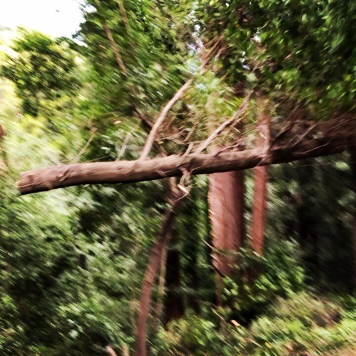 A fallen tree branch in a forest with blurred green foliage and brown tree trunks.