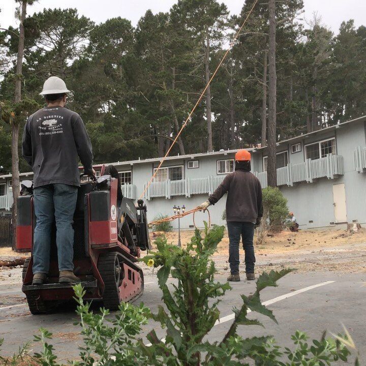 Two tree workers using a skid steer and pole saw to trim trees near a building.