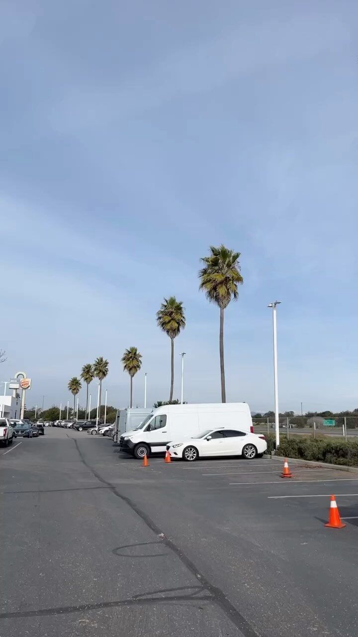 White hearse and van parked in a lot lined with palm trees and orange cones under a blue sky.