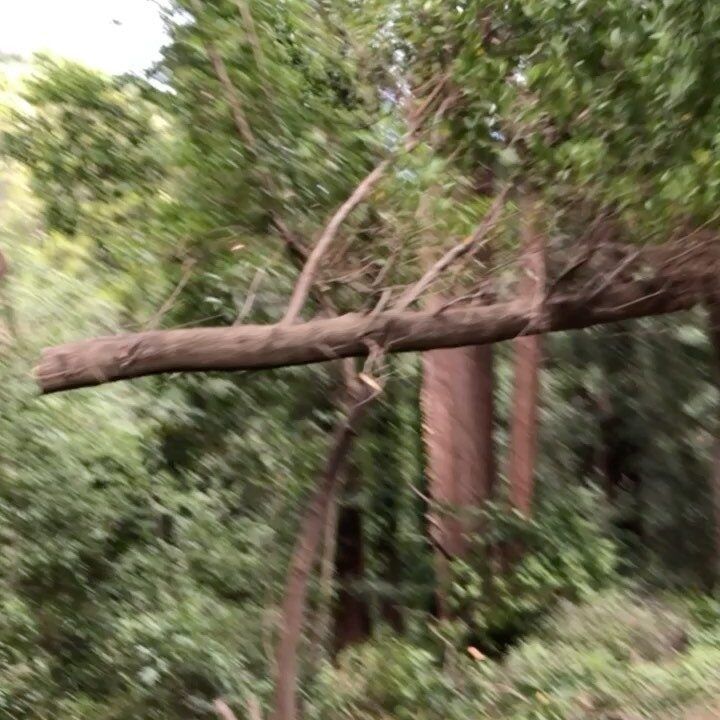 A fallen tree branch extends horizontally in a forest, surrounded by green foliage and tall trees.