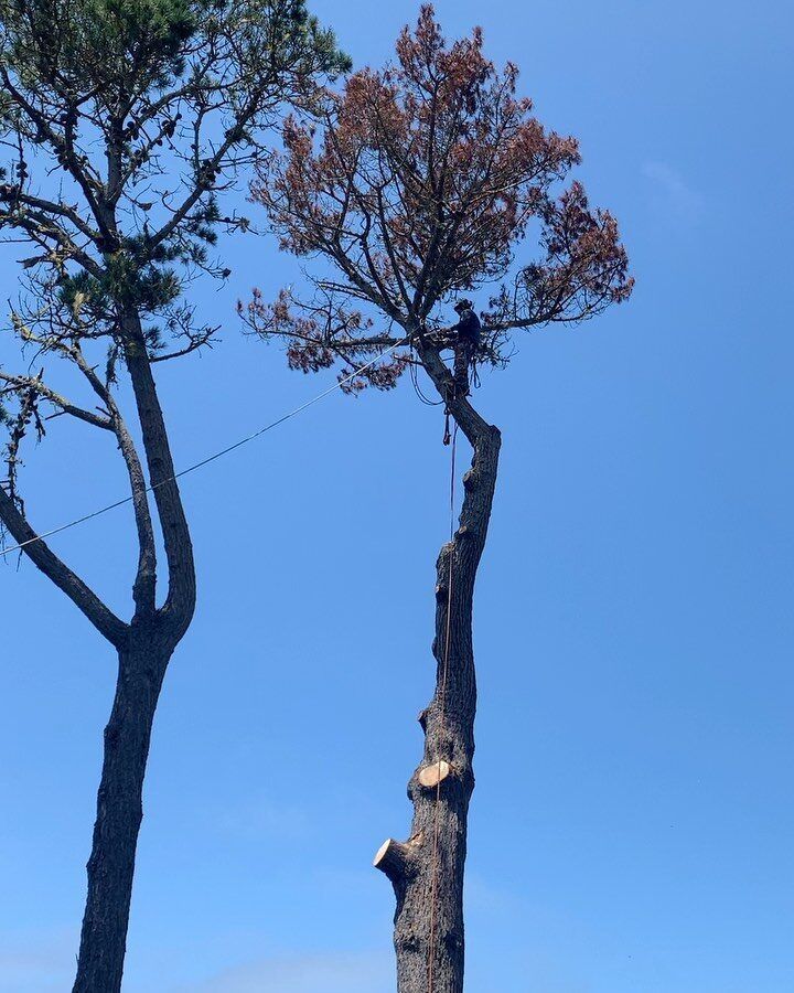 A person in a tree pruning dead branches. Blue sky.